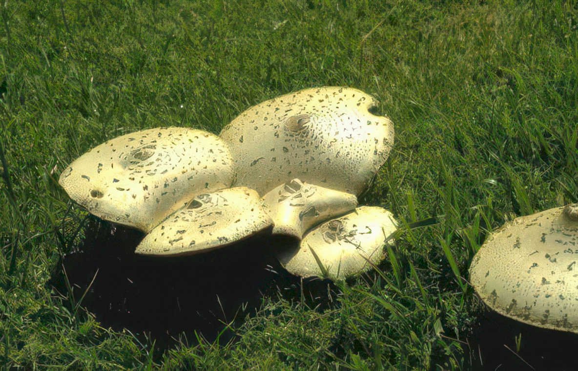 death cap mushrooms Vintage A4 Photo Print