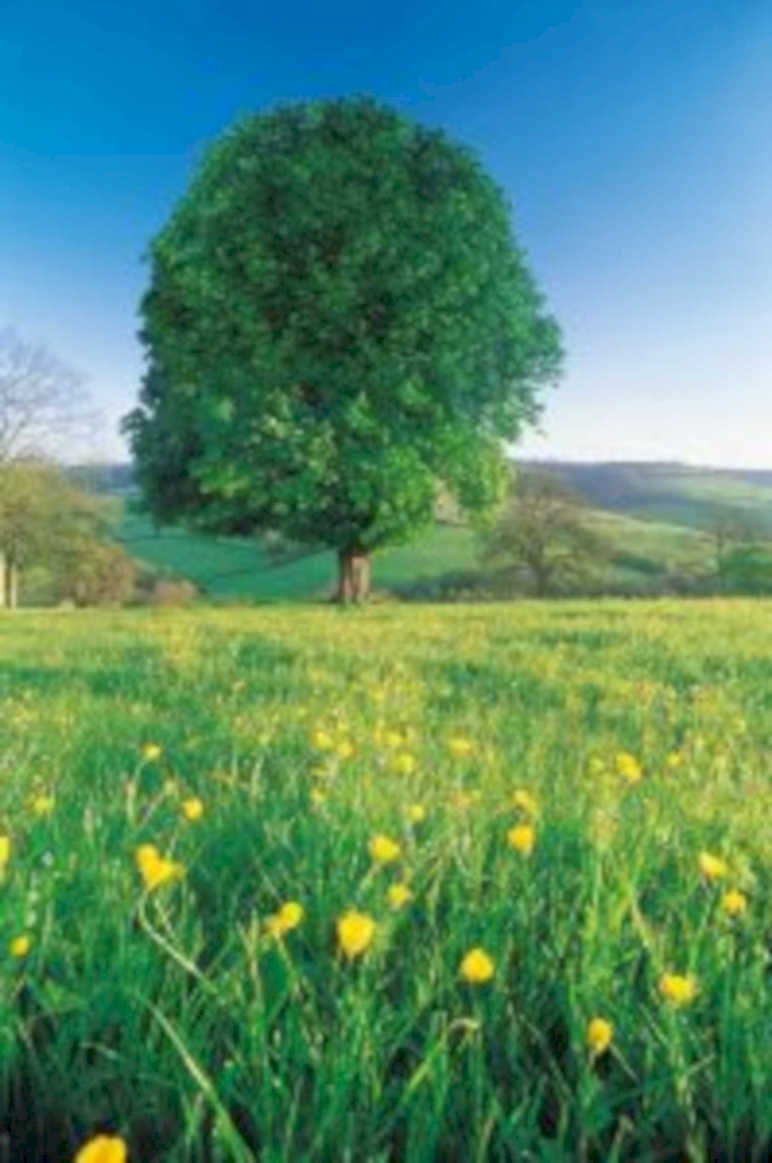 deciduous wildflowers landscape UK GB British A4 Photo Print