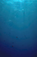 deep blue fish Vintage A4 Photo Print