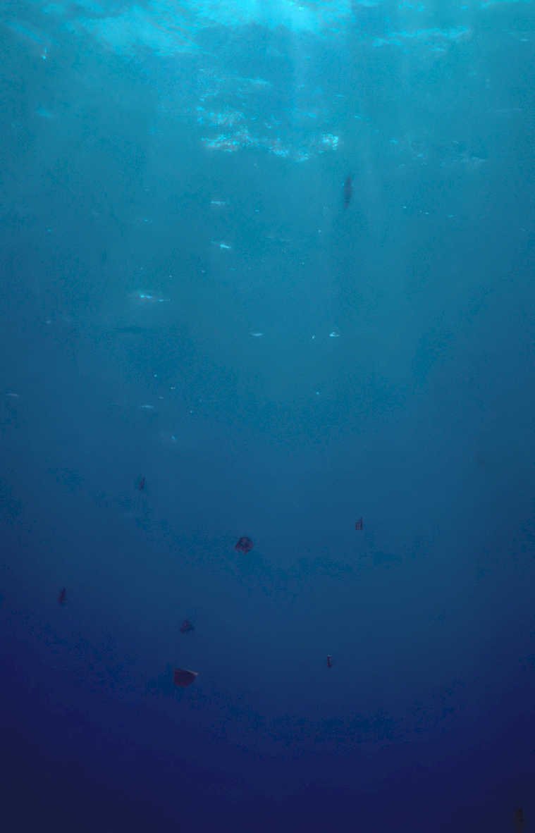 deep blue fish Vintage A4 Photo Print