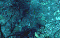 deep blue reef 1 Vintage A4 Photo Print