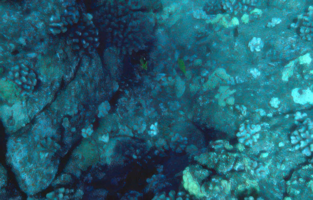 deep blue reef 1 Vintage A4 Photo Print