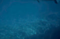 deep blue reef 2 Vintage A4 Photo Print