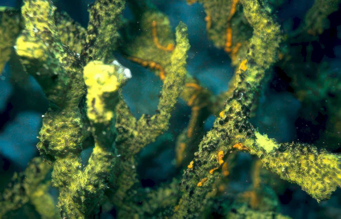deep sea sponge Vintage A4 Photo Print