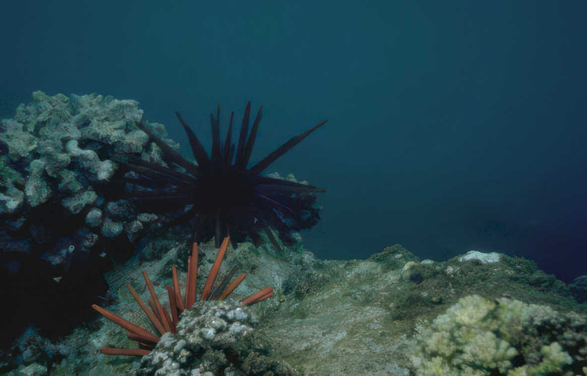 deep sea urchin Vintage A4 Photo Print