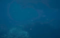 deepocean particulate fish Vintage A4 Photo Print