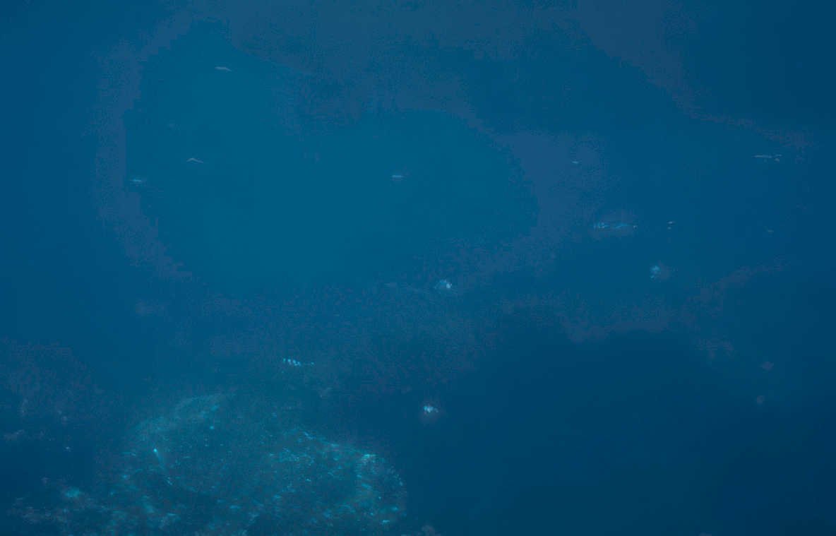 deepocean particulate fish Vintage A4 Photo Print