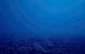 deepseafish 001 Vintage A4 Photo Print