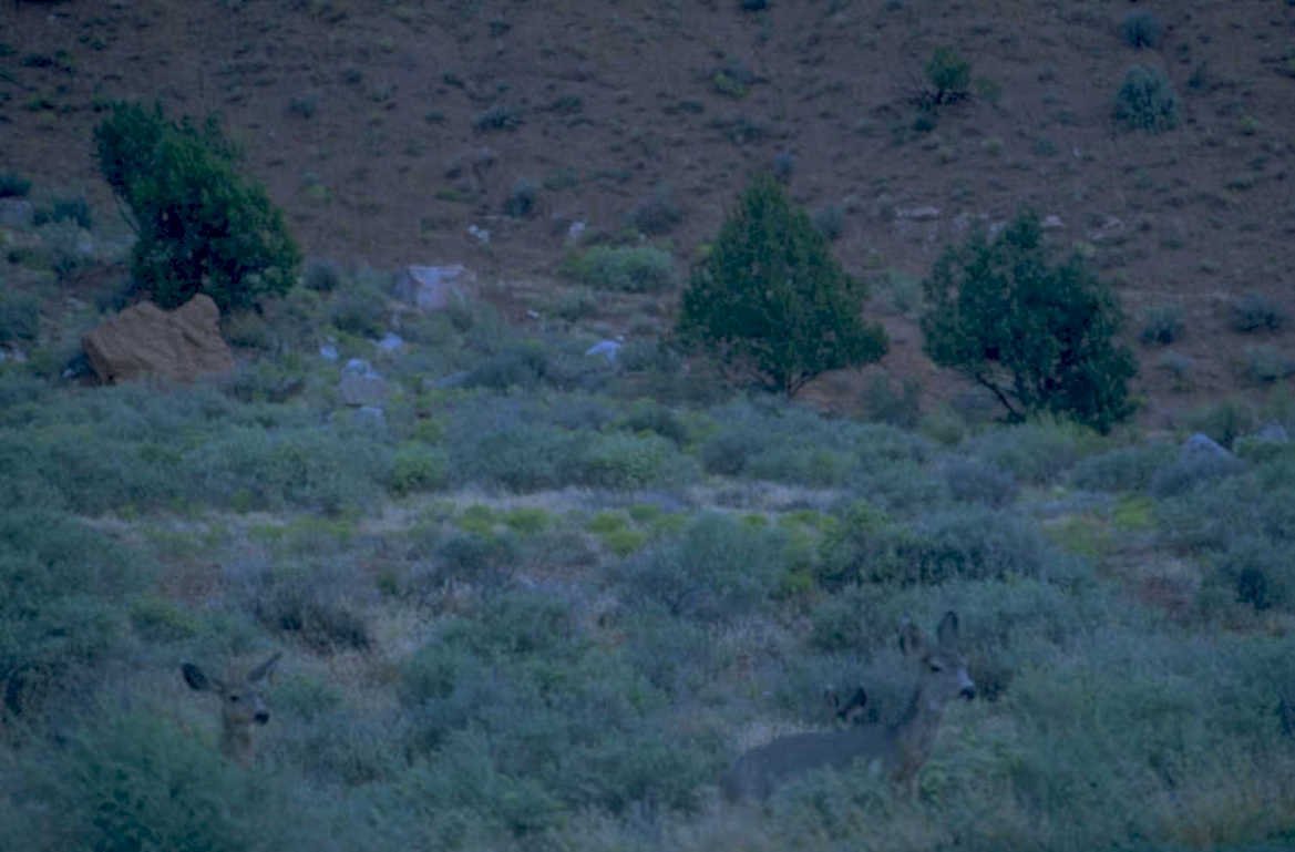 deer dusk hills 1980s 1990s A4 Photo Print