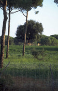 deer field pine 1980s 1990s A4 Photo Print