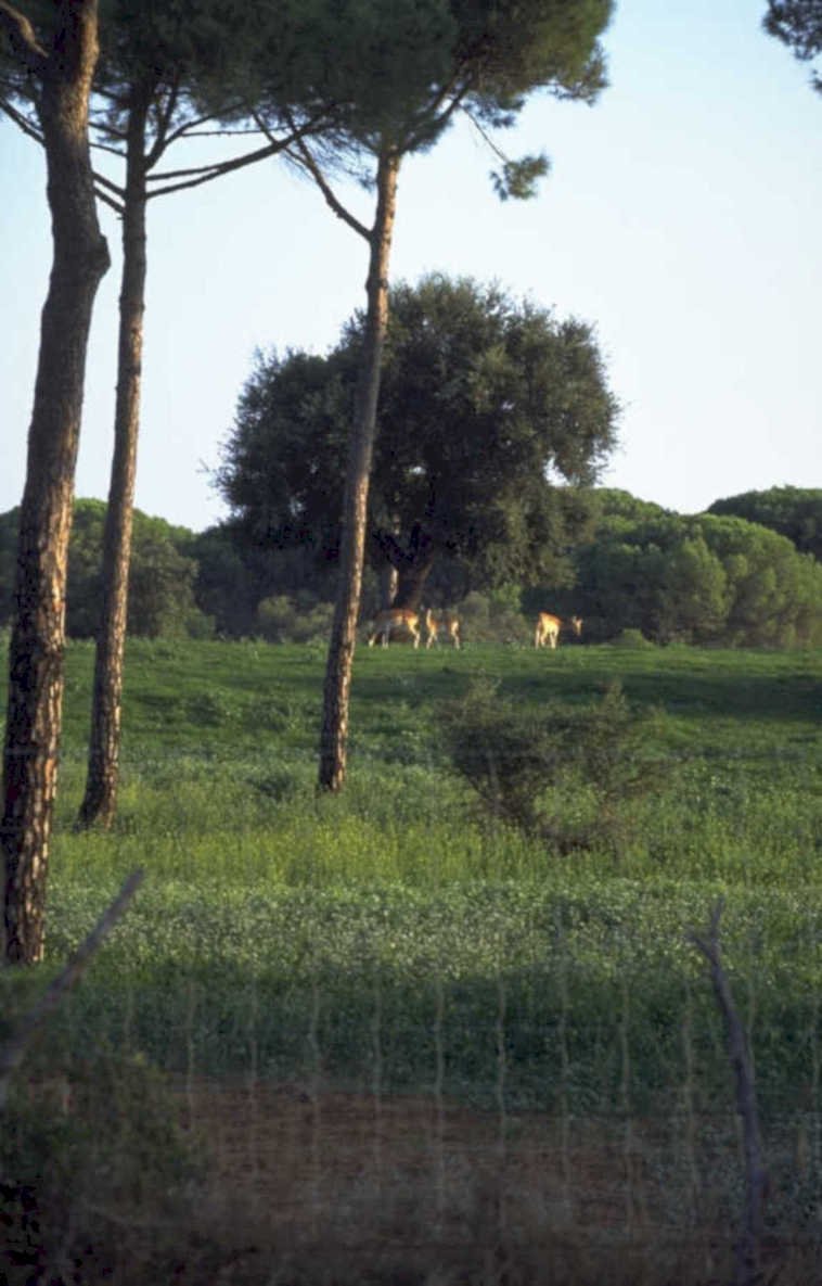 deer field pine 1980s 1990s A4 Photo Print