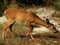 deer grazing florida1980s 1990s A4 Photo Print