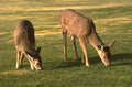 deer grazing golden 1980s 1990s A4 Photo Print