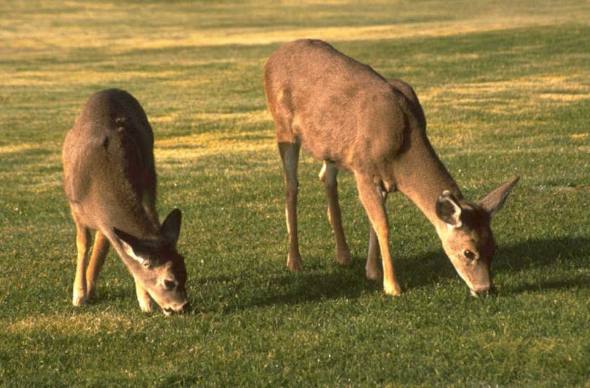 deer grazing golden 1980s 1990s A4 Photo Print