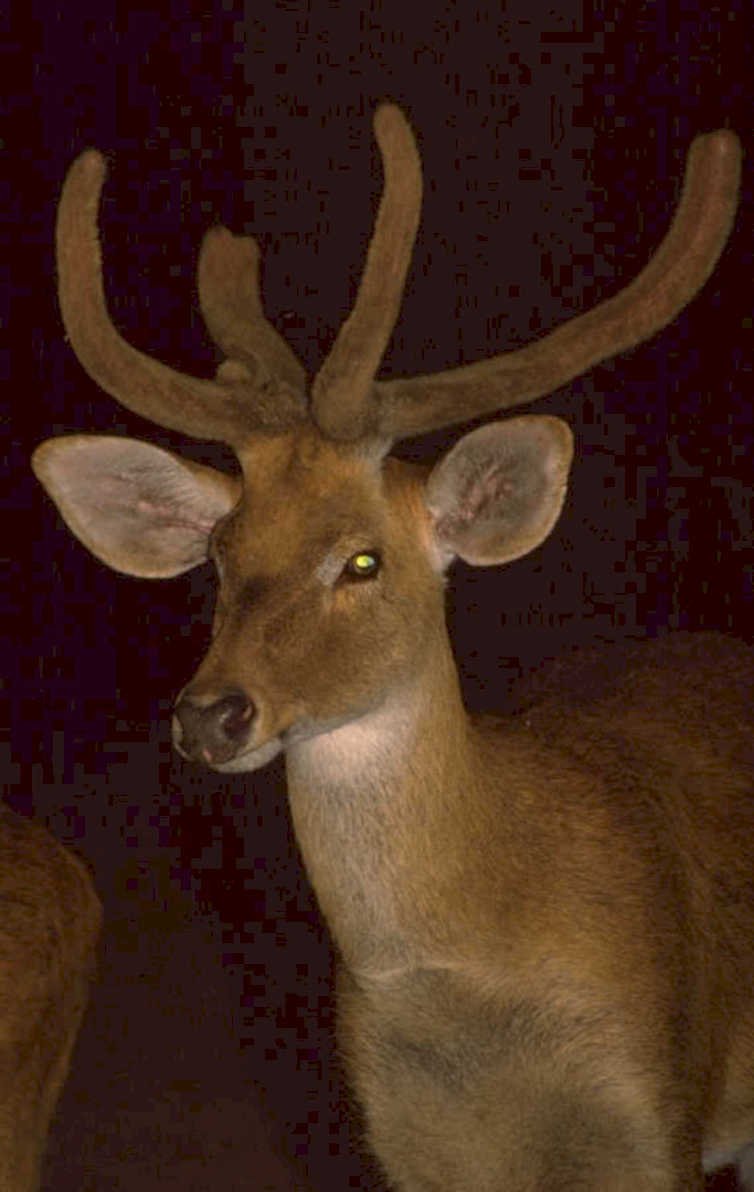 deer head portrait 1980s 1990s A4 Photo Print
