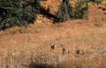 deer herd autumn Vintage A4 Photo Print