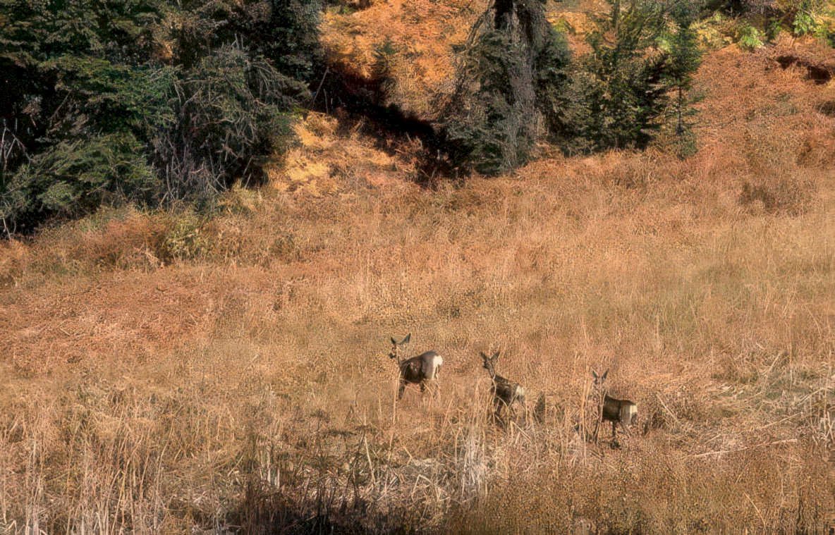 deer herd autumn Vintage A4 Photo Print