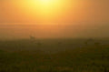 deer herd sunrise 1980s 1990s A4 Photo Print