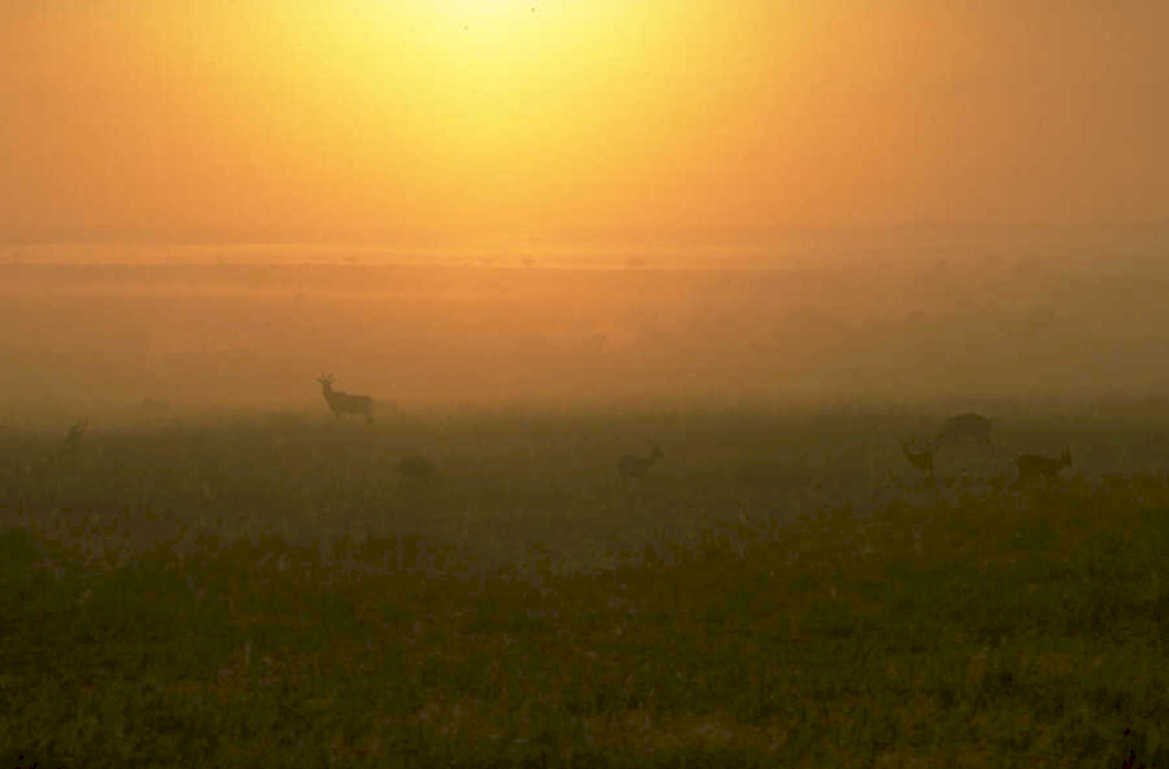 deer herd sunrise 1980s 1990s A4 Photo Print