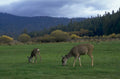 deer meadow forest 1980s 1990s A4 Photo Print