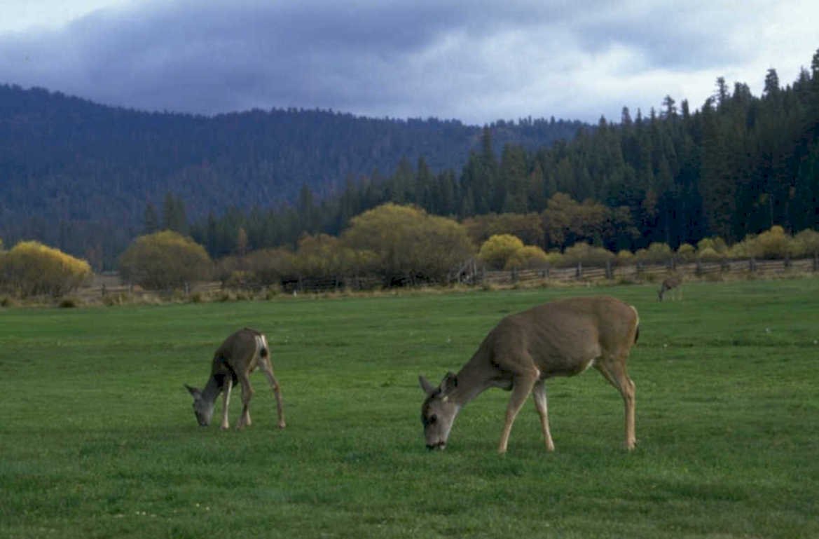 deer meadow forest 1980s 1990s A4 Photo Print