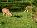 deer meadow northcarolina1980s 1990s A4 Photo Print