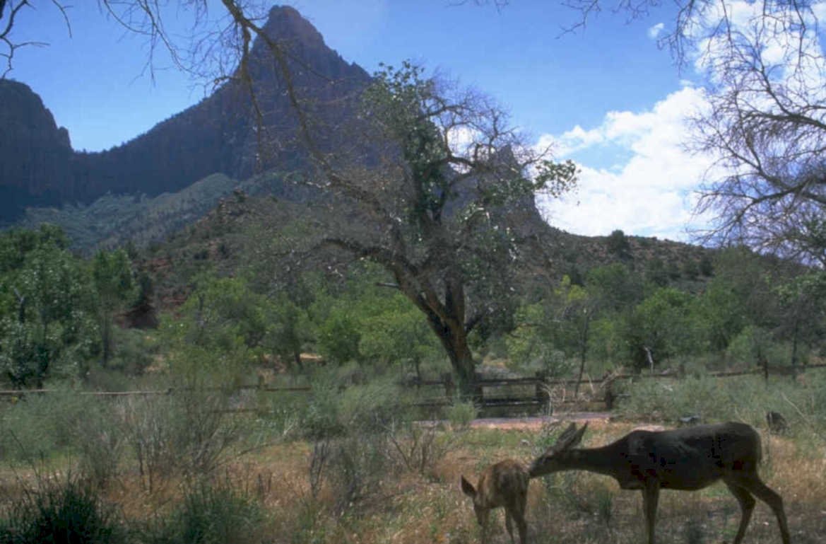 deer mesa trees 1980s 1990s A4 Photo Print