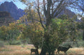 deer tree zion 1980s 1990s A4 Photo Print
