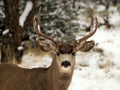 deer winter snow1980s 1990s A4 Photo Print