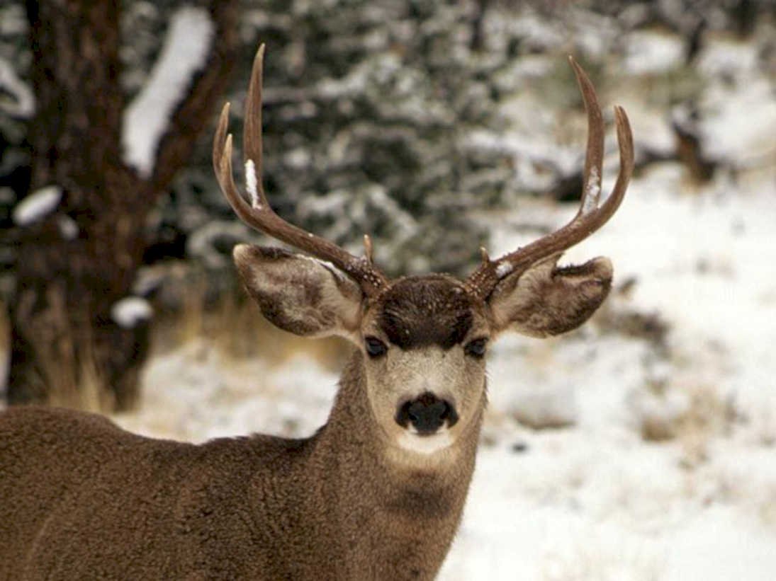 deer winter snow1980s 1990s A4 Photo Print