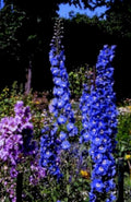 delfim flowers garden1980s 1990s A4 Photo Print