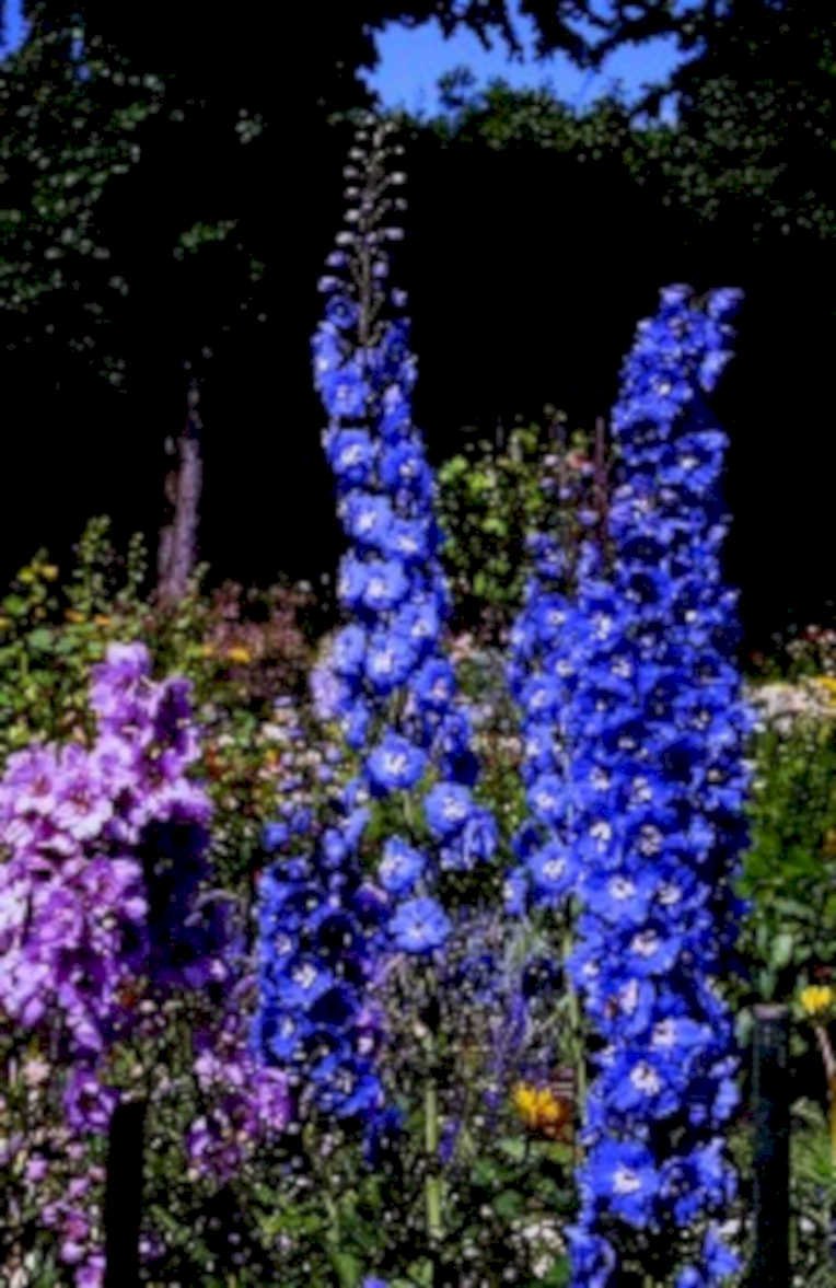 delfim flowers garden1980s 1990s A4 Photo Print