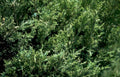 dense evergreen bush Vintage A4 Photo Print