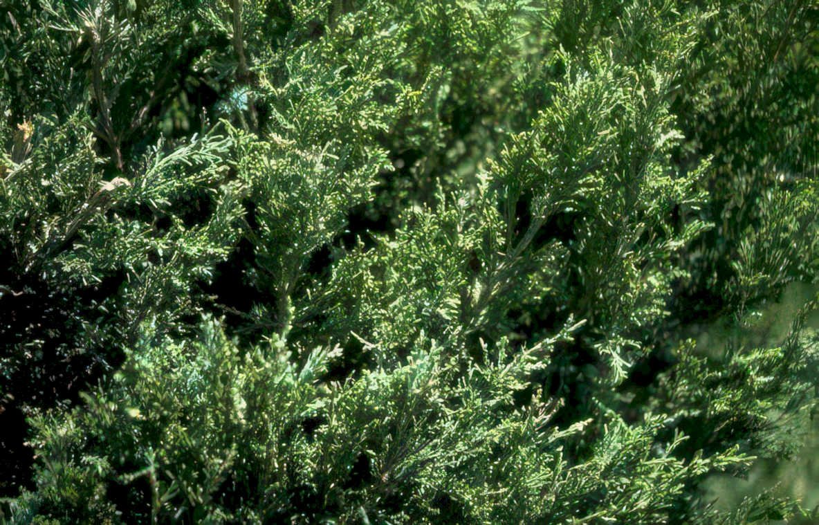 dense evergreen bush Vintage A4 Photo Print