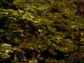 dense forest leaves1980s 1990s A4 Photo Print