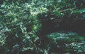 dense green forest GIGA 2
