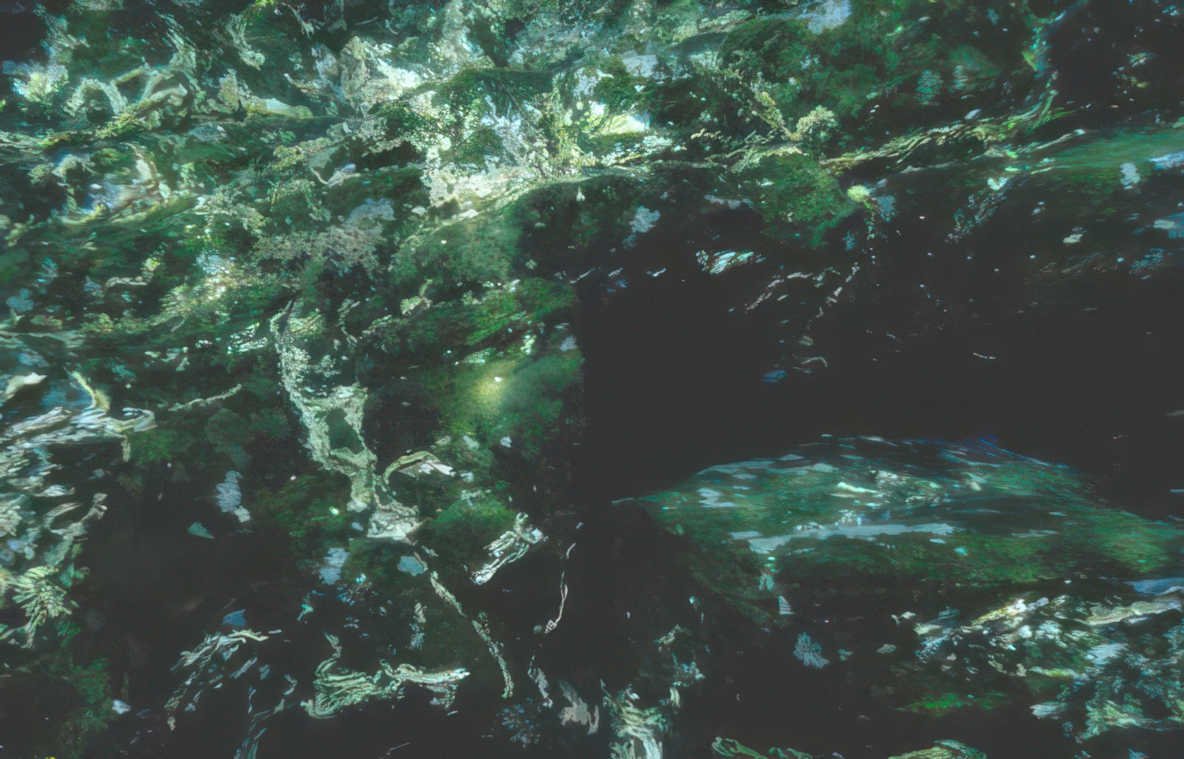 dense green forest GIGA 2