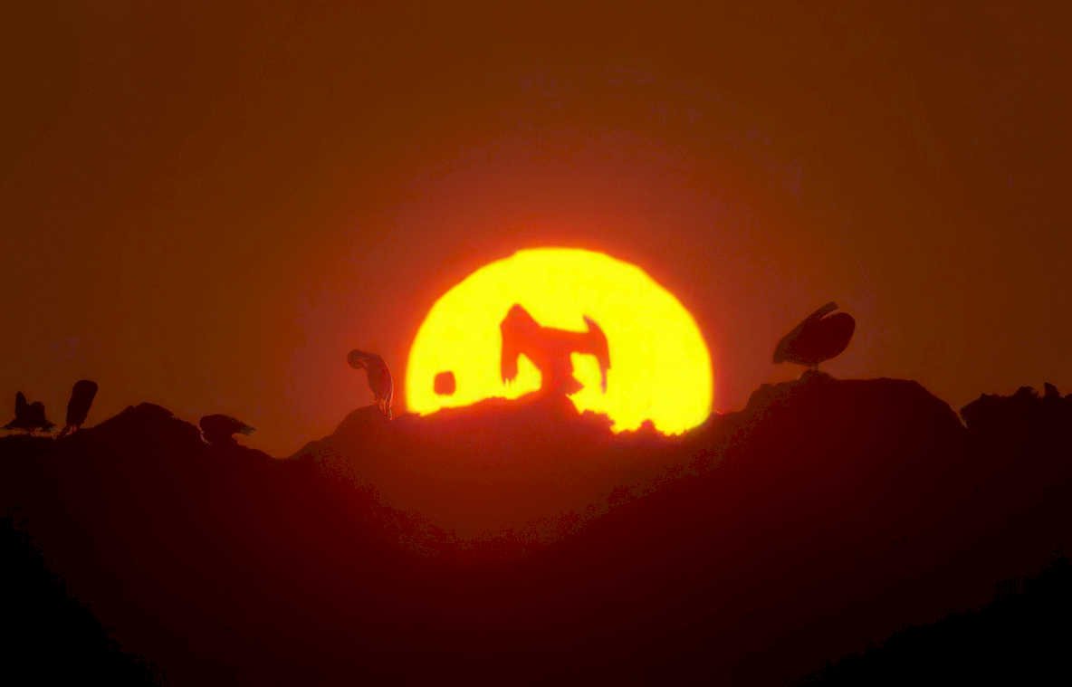 derrick sunset birds Vintage A4 Photo Print