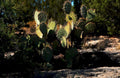 desert cacti arizona1980s 1990s A4 Photo Print