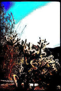 desert cacti mountains Vintage A4 Photo Print