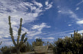 desert cacti rocks 1980s 1990s A4 Photo Print