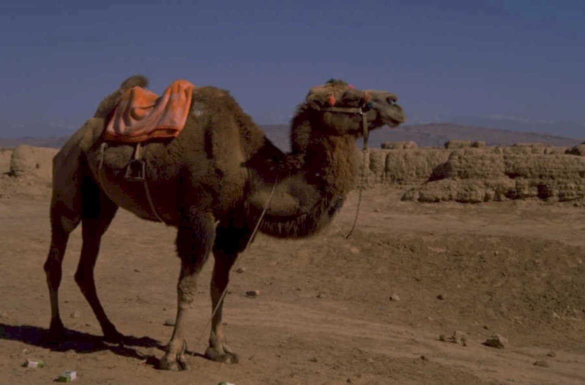 desert camel morocco 1980s 1990s A4 Photo Print