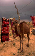 desert camel rugs 1980s 1990s A4 Photo Print