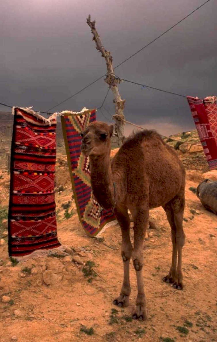 desert camel rugs 1980s 1990s A4 Photo Print