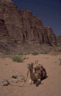 desert camel wadi 1980s 1990s A4 Photo Print