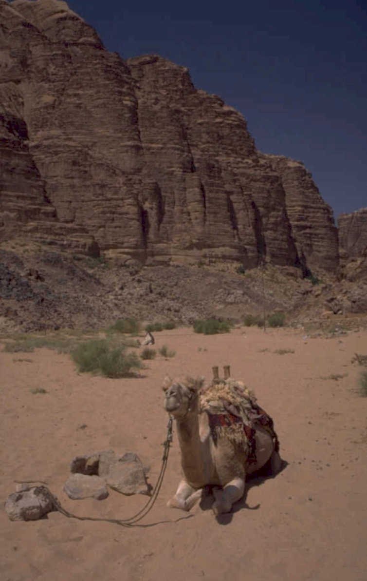 desert camel wadi 1980s 1990s A4 Photo Print