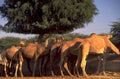 desert camels rajasthan 1980s 1990s A4 Photo Print