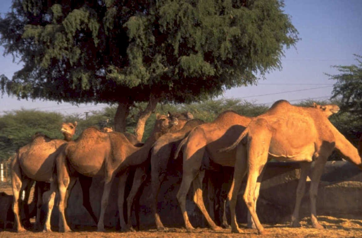 desert camels rajasthan 1980s 1990s A4 Photo Print