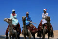 desert camels sinai1980s 1990s A4 Photo Print