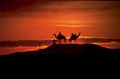 desert camels sunset 1980s 1990s A4 Photo Print
